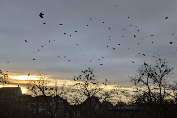 Une nuée d'oiseaux place de Bordeaux à Strasbourg.