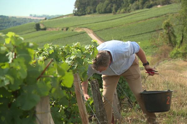 Les producteurs de champagne ont mis en place un protocole sanitaire pour les vendanges. 