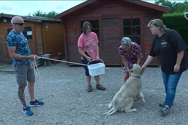 La Garde D Animaux Un Secteur En Pleine Expansion