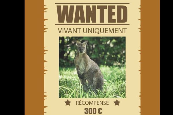 Sur les réseaux sociaux, le propriétaire du wallaby offre une récompense