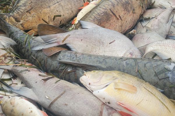 Plusieurs centaines de kilos de poissons morts trouvés dans le canal du Loing.