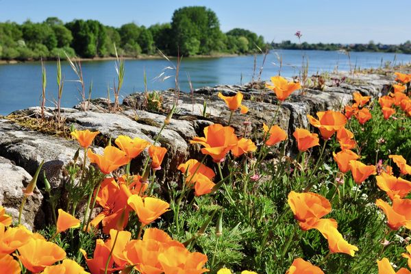 Fleurs de printemps au bord de la Loire à Saint-Julien-de-Concelles