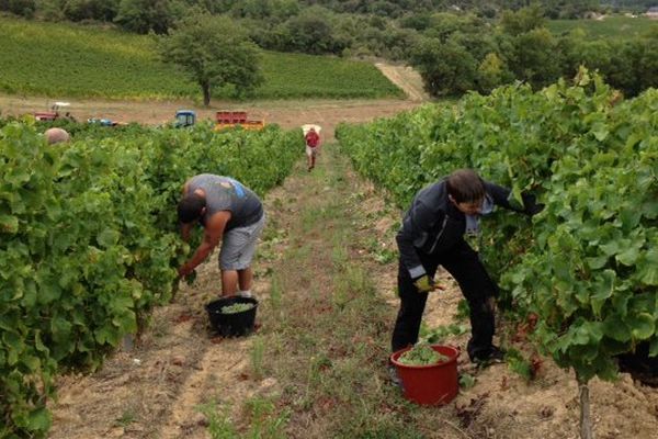 Vendanges pour la blanquette de Limoux