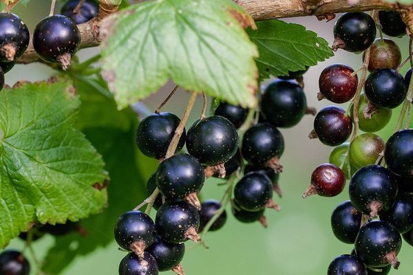 La crème de cassis, produit phare bourguignon, risque de pâtir de cette mauvaise récolte 2017 qui s'annonce.