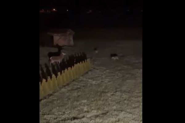 Quatre loups à la chasse au cerf devant des habitations, la scène est filmée dans le Jura à Bois d'Amont.