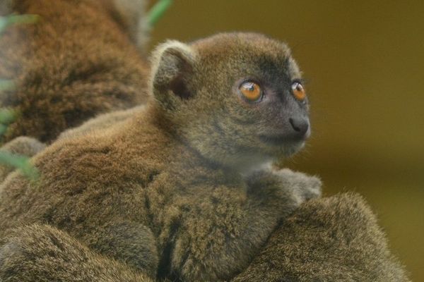 Ce petit Grand Hapalémur est né le 25 mai. Il a une grande sœur de 2 ans.