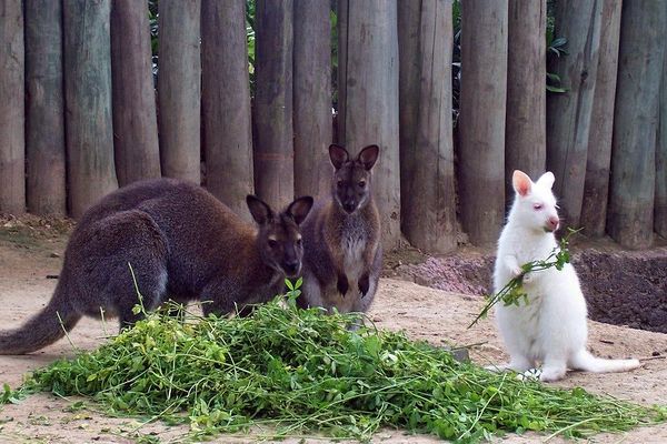 Les wallabies sont des mammifères semblables à des petits kangourous