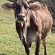 vache de la ferme du Pourtérès à Augirein en Ariège- hiver 2024