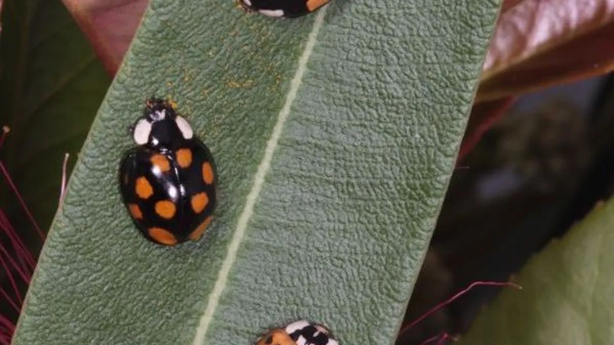 Les Coccinelles Asiatiques Pullulent Faut Il S En Inquieter