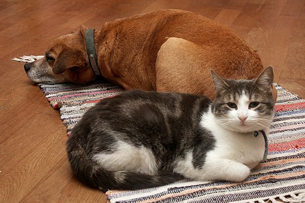 Un classement des noms des chiens et des chats les plus donnés en 2024 par les Lillois a été établi par Rover.