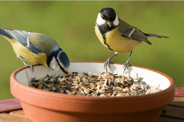 Nourrir les oiseaux du jardin