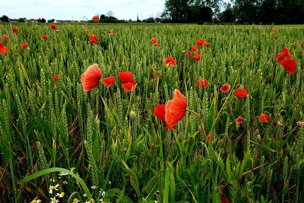 Jolis coquelicots dans un champ sur la route de Guines (62)