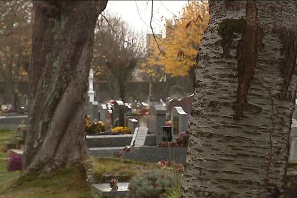 Dans le cimetière de La Rossignolette, plusieurs arbres ont été détruits par les termites.