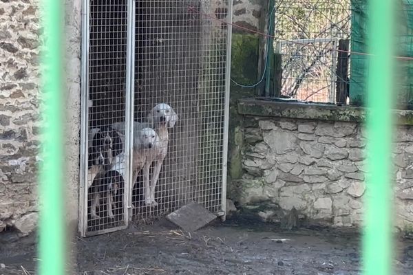 66 chiens ont été saisis à La Croisille-sur-Briance (Haute-Vienne) chez Richard Mandral, un homme déjà connu pour maltraitance animale en Dordogne.