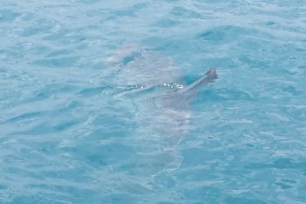 Le poissons lune est l'un des plus gros poissons de Méditerranée, certains peuvent peser plus d'une tonne