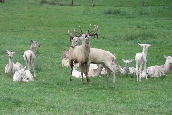 Les cervidés blancs sont assez rares mais ils se reproduisent en ce moment au Moulin de Poyaller dans les Landes.