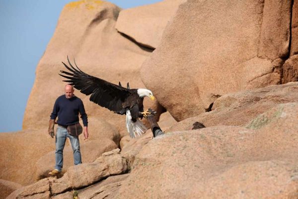 Bachka, le majestueux rapace, vedette du court-métrage Ciels de légendes