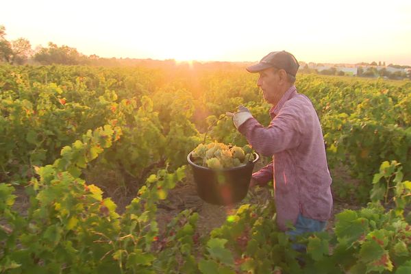 Quatre retraités viennent pallier le manque de vendangeurs sur ce domaine à Lunel. Vendredi 11 août 2023.