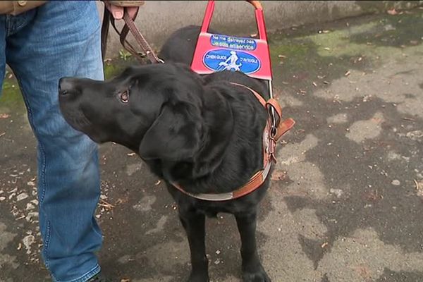 Un Chien Guide D Aveugle Refuse Dans Un Restaurant Pres De Metz La Polemique Enfle Sur Les Reseaux Sociaux