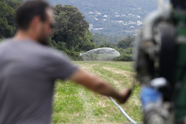 Dans le champ d'un agriculteur, le 11 juin 2024