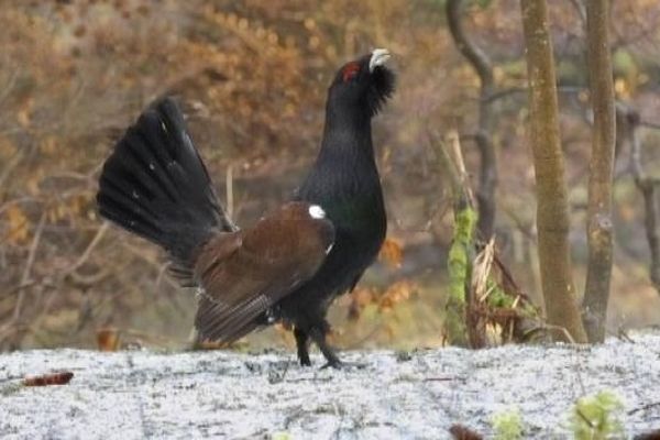 Un grand tétras immortalisé par le photographe jurassien Claude Le Pennec