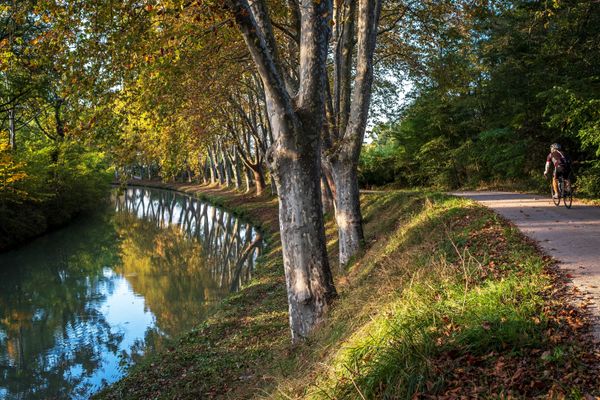 Depuis 2006, près de 26 000 platanes malades ont été abattus le long du Canal du Midi.