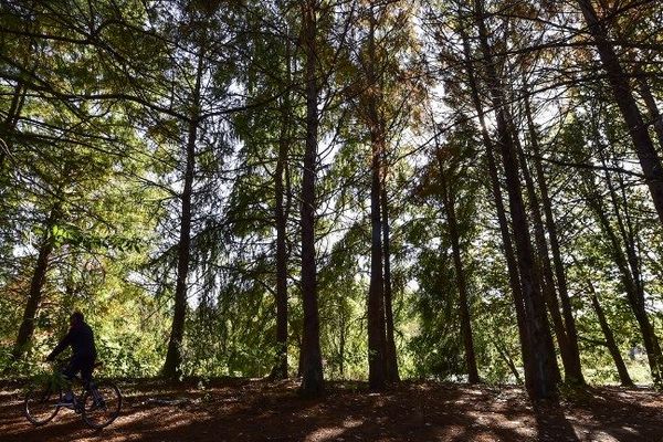 Fini le stationnement sauvage aux abords de la forêt.