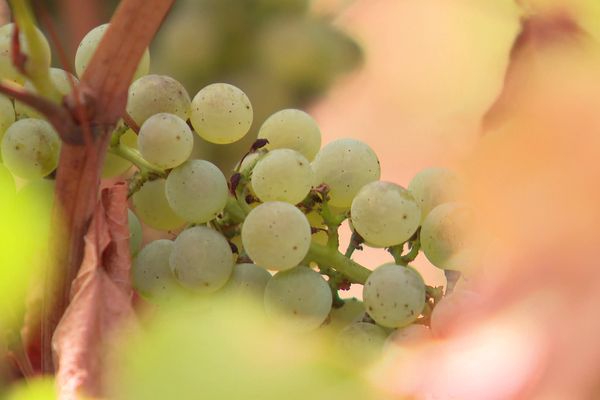 Initialement prévue début septembre, l'ouverture de la cueillette pourrait bien avoir lieu dès cette fin du mois d'août.