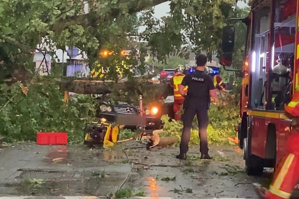 Un homme a dû être désincarcéré à Pau suite à une chute d'arbre sur sa voiture.