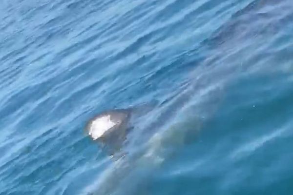 Le requin pèlerin observé au large du Cap d'Agde - 8 avril 2017