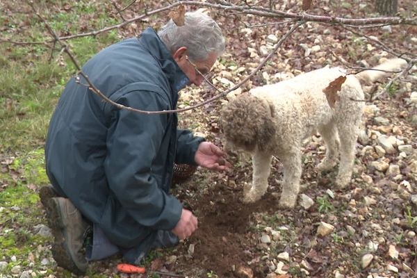 Séance de cavage pour ce trufficulteur et son chien.