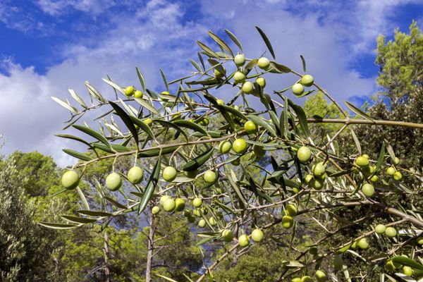 L'olivier, un symbole de la Méditerranée, une culture peu gourmande en eau qui pourrait devenir une solution à terme pour les agriculteurs victimes du réchauffement climatique.