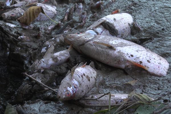 Des poissons morts par milliers se sont échoués sur les bords de la rivière Eyrieux en Ardèche. La vidange du barrage de Collanges a ravagé pour plusieurs décennies les réserves de poissons