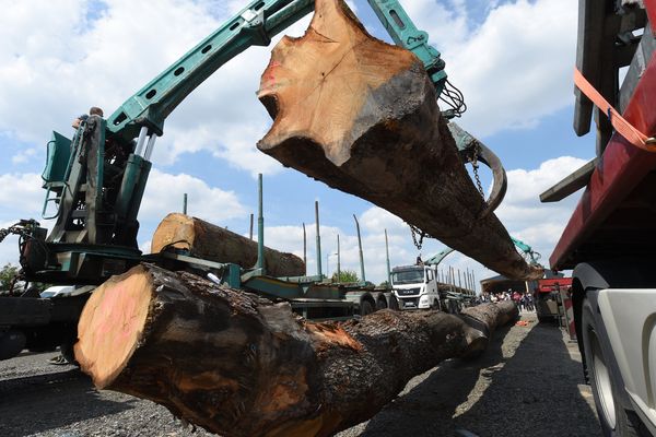 Les premiers chênes dont le bois sera utilisé pour la reconstruction de Notre-Dame ont démmarré leur voyage vers Paris 