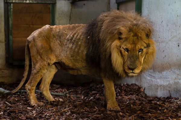 Jon, un lion très amaigri, retiré au Cirque de Paris sur ordre de la Préfecture de l'Eure en juin 2020