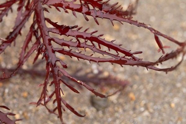 L'algue rouge est ramassée à la fin de l'été sur la Côte basque et après avoir été séchée en plein champs, peut-être utilisé pour faire du gélifiant (agar agar) ou pour la recherche cosmétique...