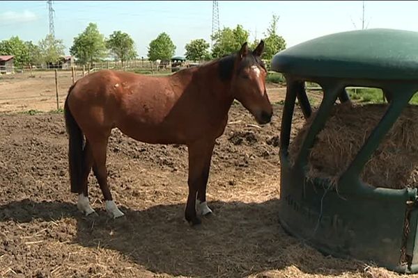 Le crottin de cheval, mélangé à de la paille, est utilisé pour fabriquer du compost. 