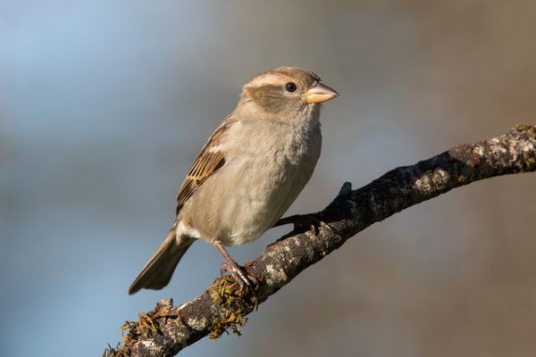 Le moineau domestique est l'un des oiseaux les plus communs de France