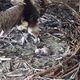 Dans la nuit du 7 au 8 mai, un vautour moine est né de manière "naturelle" au sein du Parc des oiseaux de Villard-les-Dombes. D’ordinaire, cette espèce naît en couveuse.