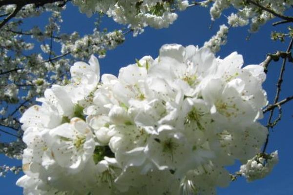 Cerisier en fleur à Ancenis.