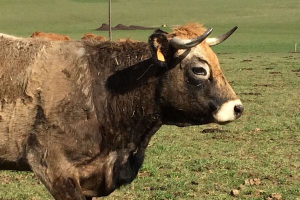 Illustration, une vache Aubrac.