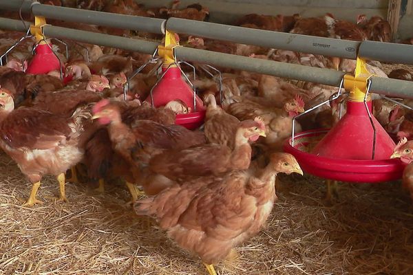 Elevage de poulets de Loué, février 2020