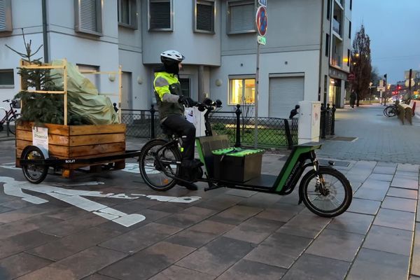 Les sapins sont collectés à vélo-cargo avant d'être compostés