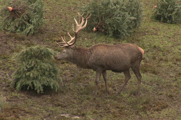 Un sapin de Noël au menu des cerfs et biches d'un parc animalier de l'Aveyron : une opération de recyclage au profit du bien-être animal.