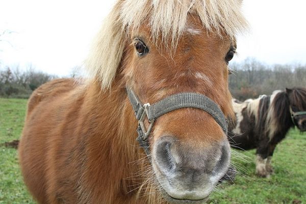 La députée de Haute-Garonne Corinne Vignon entendait dénoncer la souffrance physique et psychologique infligée aux poneys sur ce type de manège