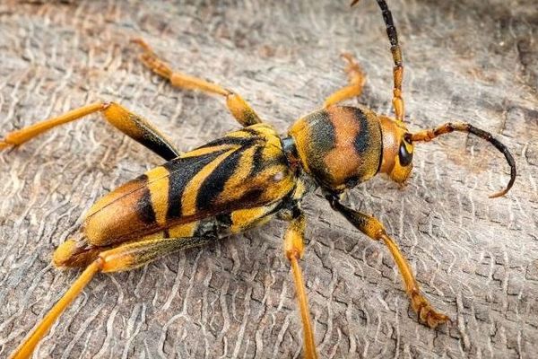 La présence du longicorne tigre a été signalée dans 21 communes de Gironde.