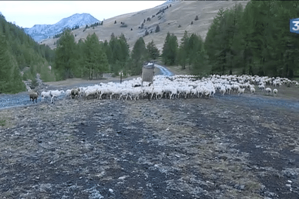 700 têtes redescendant dans la vallée après un séjour à 2000 mètres d'altitude. 