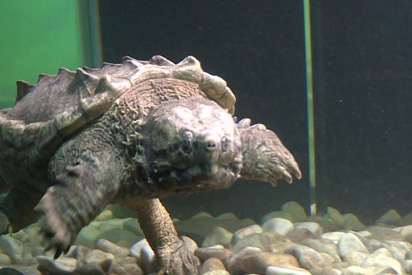 La tortue alligator a pris ses quartiers au Village des tortues de Carnoules dans le Var en mai 2020.