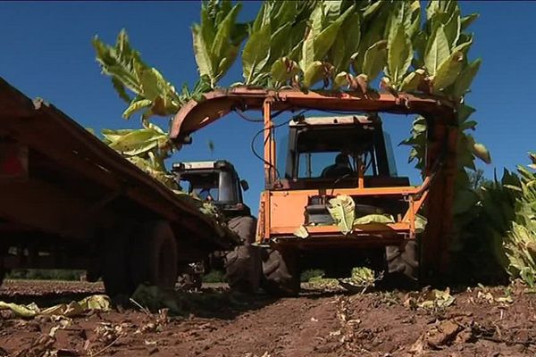 La famille Pessayre a planté 35 000 pieds de tabac. 