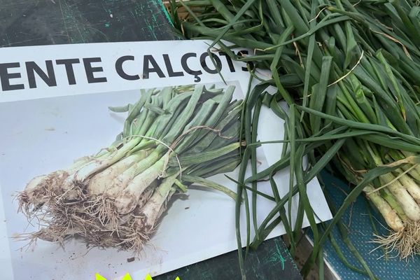 Le calçot, produit phare de la gastronomie catalane en hiver